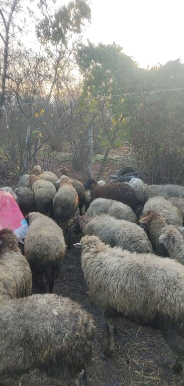 qoç əti: Salam alekum. Qoyun 9 ana,16erkək bu illkidir,qalar şəgə boğaz satilir — 2