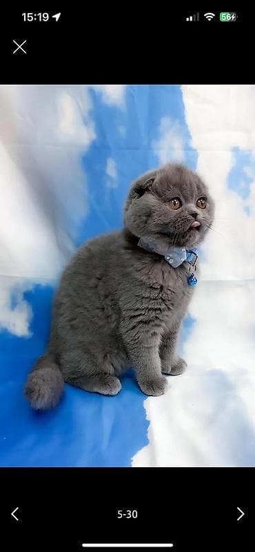 munchkin pişik: Şotland — 1