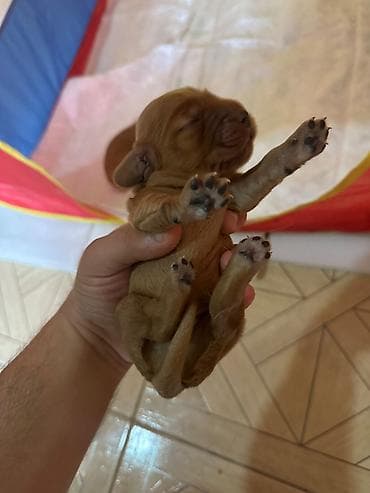 cane corso tap az: Koker spaniyel — 3