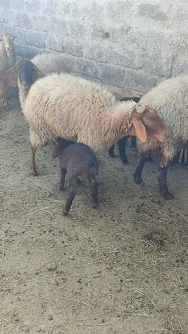 qoyun satışı: Birinci qarına erkek bala ile Satilir ana bala her ikisi — 2