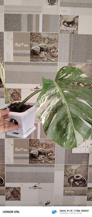 Bitkilər: Monstera deliciosa “variegata” (rəngarəng yarpaqlı) şlamı – saksıda - — 2