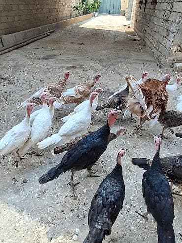 Hind toyuqları – müxtəlif rənglərdə sürü - Növ: hind toyuğu (kalkun) lalafo.az -da Hind toyuqları – müxtəlif rənglərdə sürü - Növ: hind toyuğu (kalkun)