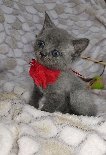 oglan it adlari: Britan, Dişi, Ünvandan götürmə, Pulsuz çatdırılma — 4