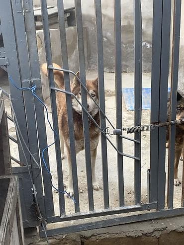 it haski: Xaski — 1