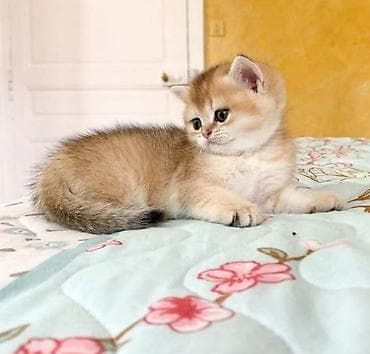 it ev: Yaxşı əllərə — 5