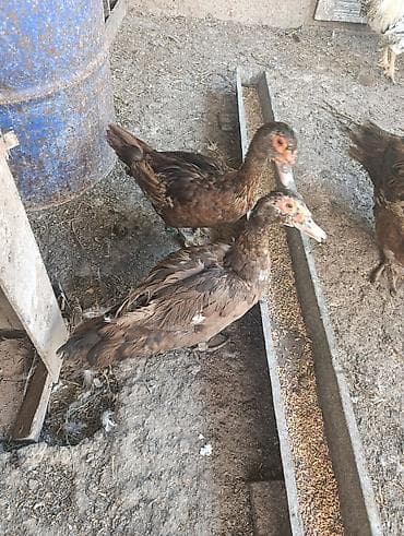 Ördəklər: Muscovy (indoutka) ördəkləri – müxtəlif yaş qrupları - Cins — 1