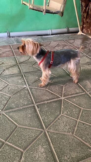 en gozel it adlari: Yorkşir teryer, 2 il, Dişi — 1