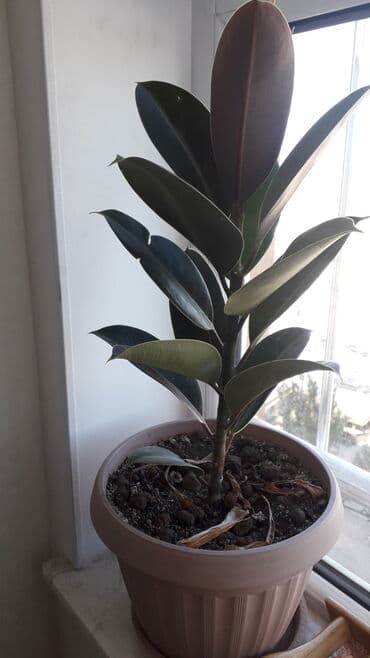 orxideya gulu satisi: Fikus bitkisi satılır. Müxtəlif ölçülərdə.Qiymət razılaşma yolu ilə — 2