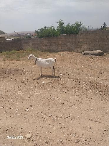 erkey pisik adlari: Süd keçisi – ağ rəngli, qısa tüklü, boynunda yaxalıqla. Orta ölçülü — 8
