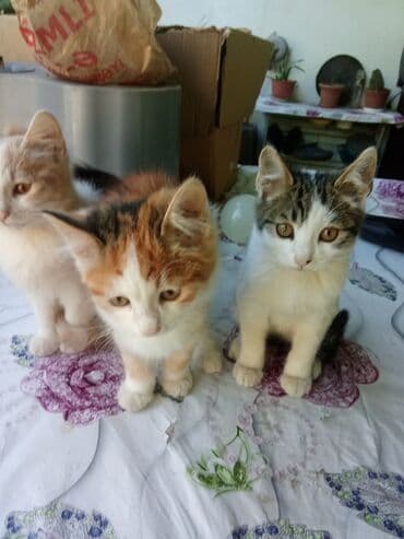 pulsuz verilir: Britan, Dişi, Yaxşı əllərə, Ödənişli çatdırılma, Ünvandan götürmə, Pulsuz çatdırılma — 1