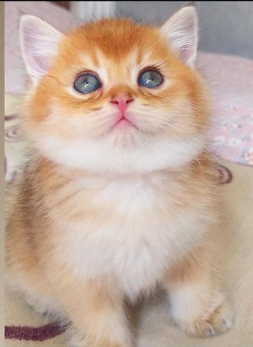 pişiy adlari: Britan, Dişi, Yaxşı əllərə, Ünvandan götürmə — 8