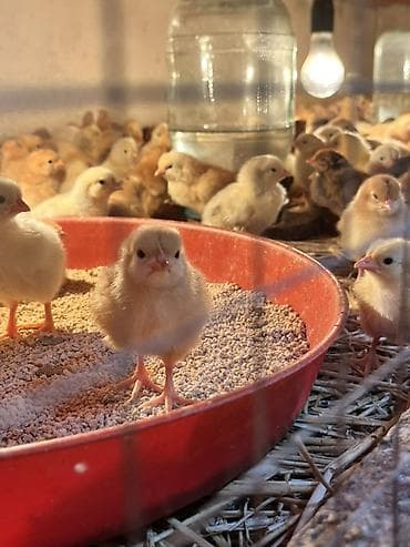 ordək cucəsi: Məhsul: 🐥 Təzə çıxmış kənd cücələri satılır – say məhduddur! Təzə — 1