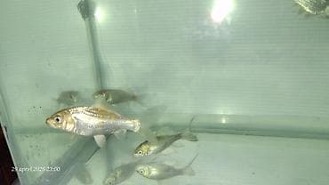 qızıl balıq akvarium: Qızıl balıq, Sülhsevər — 3