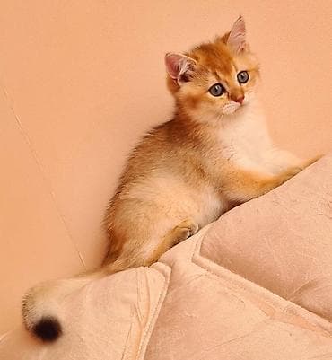 Gəmiricilər: Britan — 3