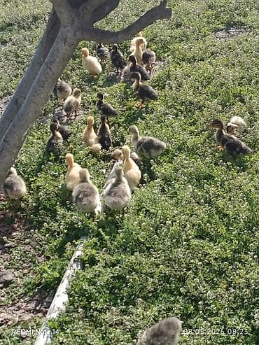 eşşək sudu satışı: Pekin qışqıran ördəklər və qaz balalari.12gunlukduler.dermasiz — 5