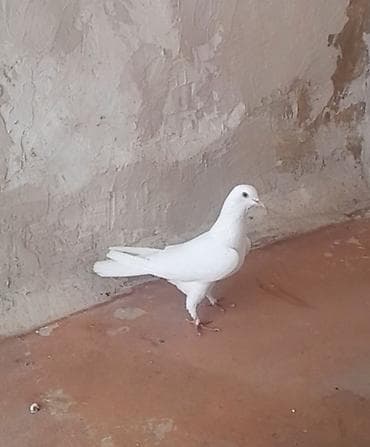 goyercin: 12 tukdu — 5