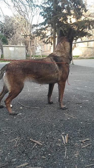 coban itləri: Belçika çoban iti — 4