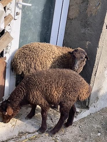 qala qoc: Bir erkəy bir dişi quzu satılır biri 180 cütü 360 manat — 2