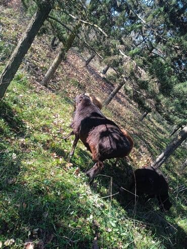 cins ineklerin qiymeti: İKİ YAŞ YARİMLİQ. Diri çəkisi 100 kq.TAM SAQLAM. QOYUN SURMEYNE SOZ — 6