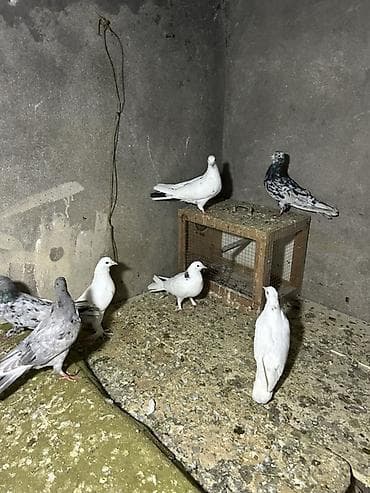 quş sesleri: 7 quwdu kom 30 manat elvae lazm olsa yene var — 3