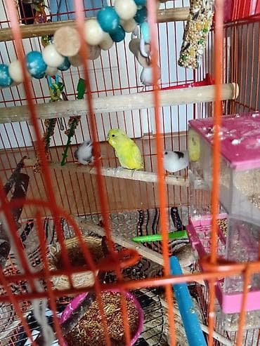 Böyük ölçülü narıncı metal quş qəfəsi – aksesuarlarla dolu hazır dəst