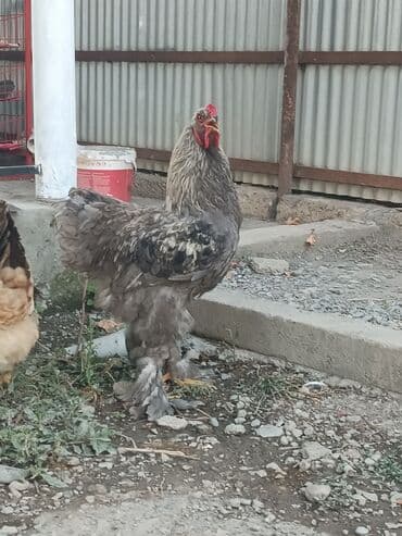 colpa toyuq: Toyuq, Brama, Damazlıq, Ödənişli çatdırılma — 3