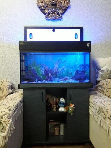 betta balıq: Akvaryum komplekti – dekorativ şkaflı - Şüşə akvaryum, düzbucaqlı — 3