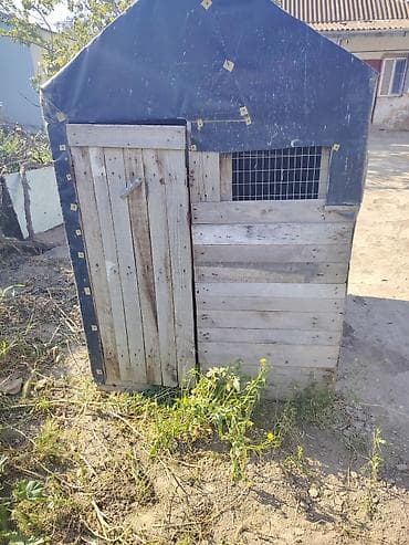 heyvan evleri: Taxta toyuq/kümes evi - Material: qalın taxta salam qiyməti — 3