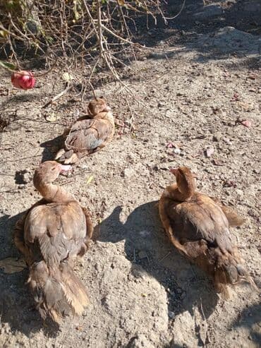dovşan satışı: Erkək, | Lal ördək, Damazlıq, Ünvandan götürmə — 1