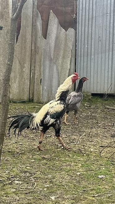 ari satisi azerbaycanda: Aseel tipli xoruz - Cins: ehtimalən Aseel (uzun boylu, əzələli — 3