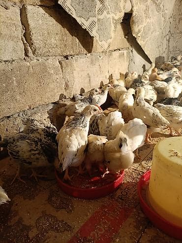 quş xana: Toyuq cücələri, Ətlik, Ünvandan götürmə — 7