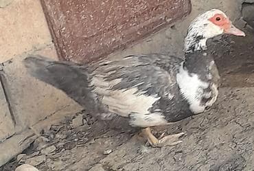 lal ordek: Salam boz və krasnadar lal ördəklər satılır.Yumurtlayırlar kürt — 2