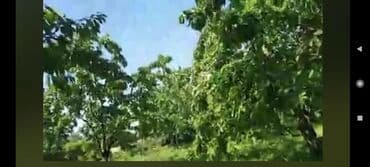 xırdalan kirayə evlər 1 otaqlı: 15 sot, Tikinti, Mülkiyyətçi — 9