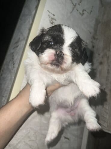 Pekines, Dişi, Ünvandan götürmə lalafo.az -da Pekines, Dişi, Ünvandan götürmə