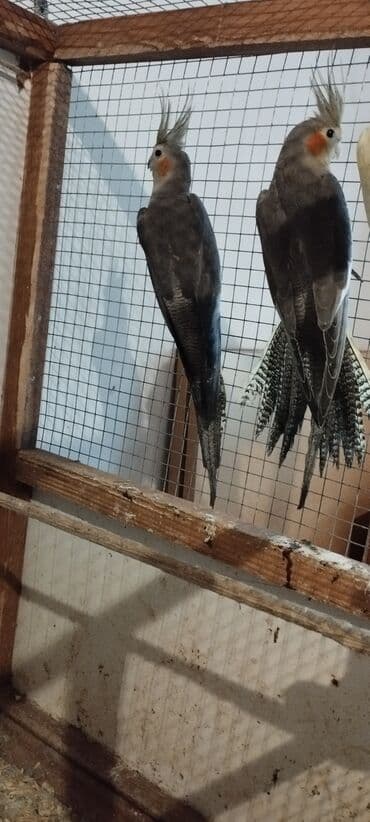 Volkswagen: 3 ayliq balalardi. Biri 30 azn. cəmi bir cütdür — 1