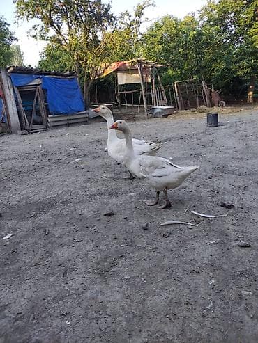 Erkək, Damazlıq