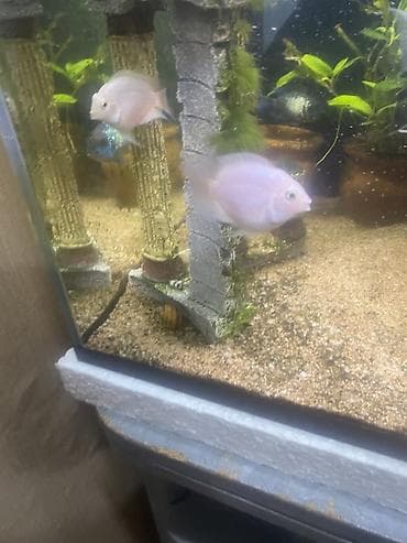 Mələk balığı (skalyari), Sülhsevər — 5