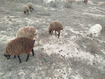 Qoyun sürüsü – müxtəlif rəng və fərqli yaş qrupları - Növ: qarışıq — 2