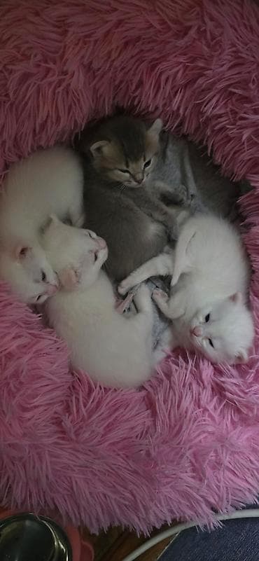 sirin pisik balalari: Boz-ağ rəng palitrasında iki balaca pişik balası. Yumşaq, uzun tüklü — 9