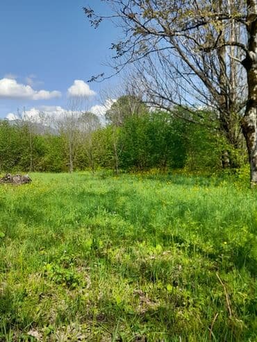 аренда и продажа недвижимости: 30 sot, Kənd təsərrüfatı, Mülkiyyətçi, Kupça (Çıxarış) — 15