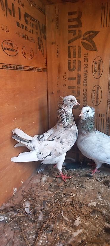 naxcivan heyvan bazari: Cutu 45 manata — 1