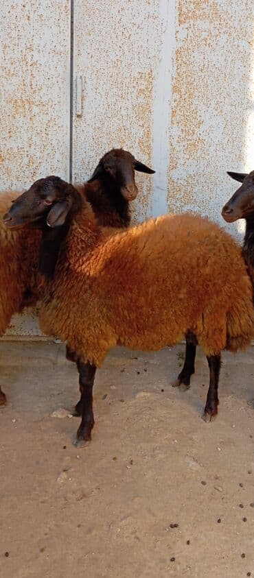 simental inekler azerbaycanda: Salam ünvan bakınin maştağa Kendi obşi 3 baş qoçlar qala sortu reyal — 6