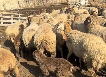 goyercin satisi: Самка, лет: 1, Для разведения, Бесплатная доставка — 7