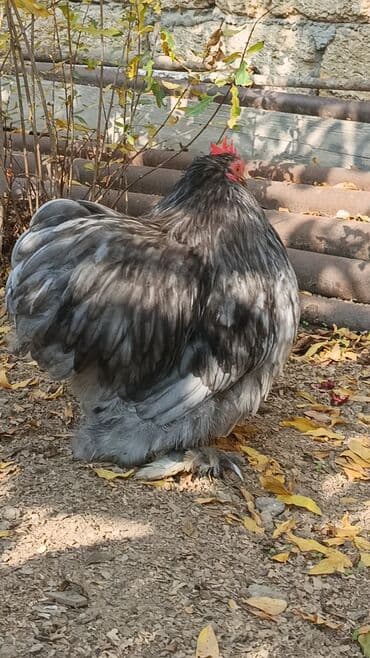 inək satılır: Məhsul: Cins xoruz karlik koxin xoruz satılır 50azn Təsvir: - Böyük — 3