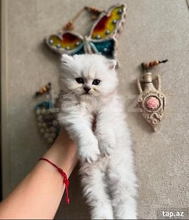 ağ pişik adları: Şinşilla, Erkək — 10