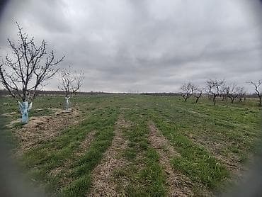 naxçıvanda torpaq elanları 2019: 150 sot, Kənd təsərrüfatı, Kupça (Çıxarış) — 5