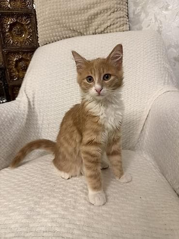 afcarka balasi satilir: Erkək, Yaxşı əllərə — 6