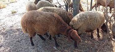 Qoyunlar, qoçlar: Təmiz Qala qoçu satılır.1 yaşın keçib.Ünvan Bakı
Yaxsi bala salır — 3