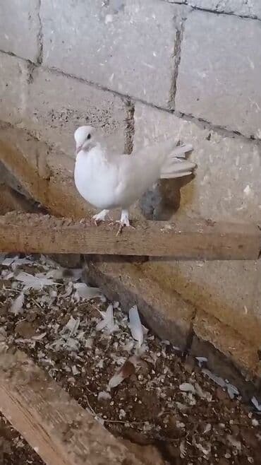 etibarli əllərə verilir: Endirim var — 1