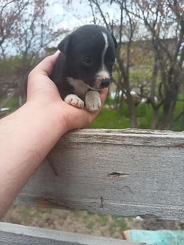 pulsuz it balalari: Ünvandan götürmə — 4